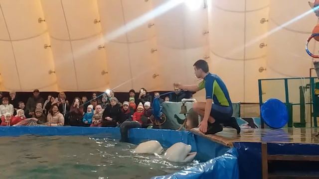Дельфинарий Невинномысск 23.02.2017 смотреть онлайн