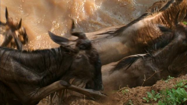 BBC: Мир с высоты птичьего полёта 2 серия «Африка» (документальный сериал, 2011)