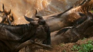 BBC: Мир с высоты птичьего полёта 2 серия «Африка» (документальный сериал, 2011)