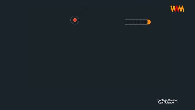 Unbelievable: This Creature is Truly Immortal! The curious case of Turritopsis Dohrnii смотреть онлайн