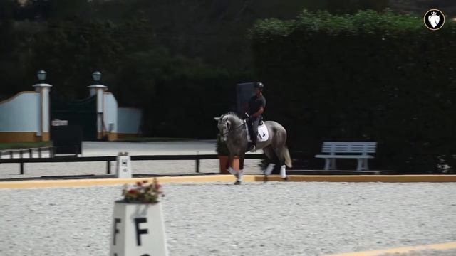 **SOLD** Sportive type Lusitano with super mind (REF#532) смотреть онлайн