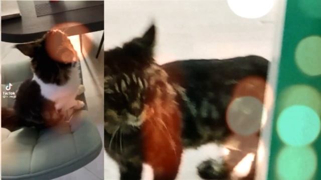 КОШКА Степа сказала слово мама смотреть онлайн
