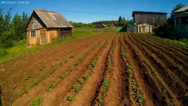 Утренний концерт!Окучивание! смотреть онлайн