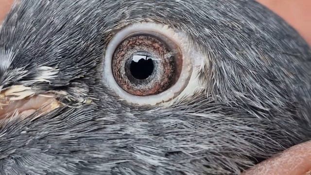 Haji Shehzad Nelson Uk Se Tournament Our Breader Kabootar Ka Shouq смотреть онлайн