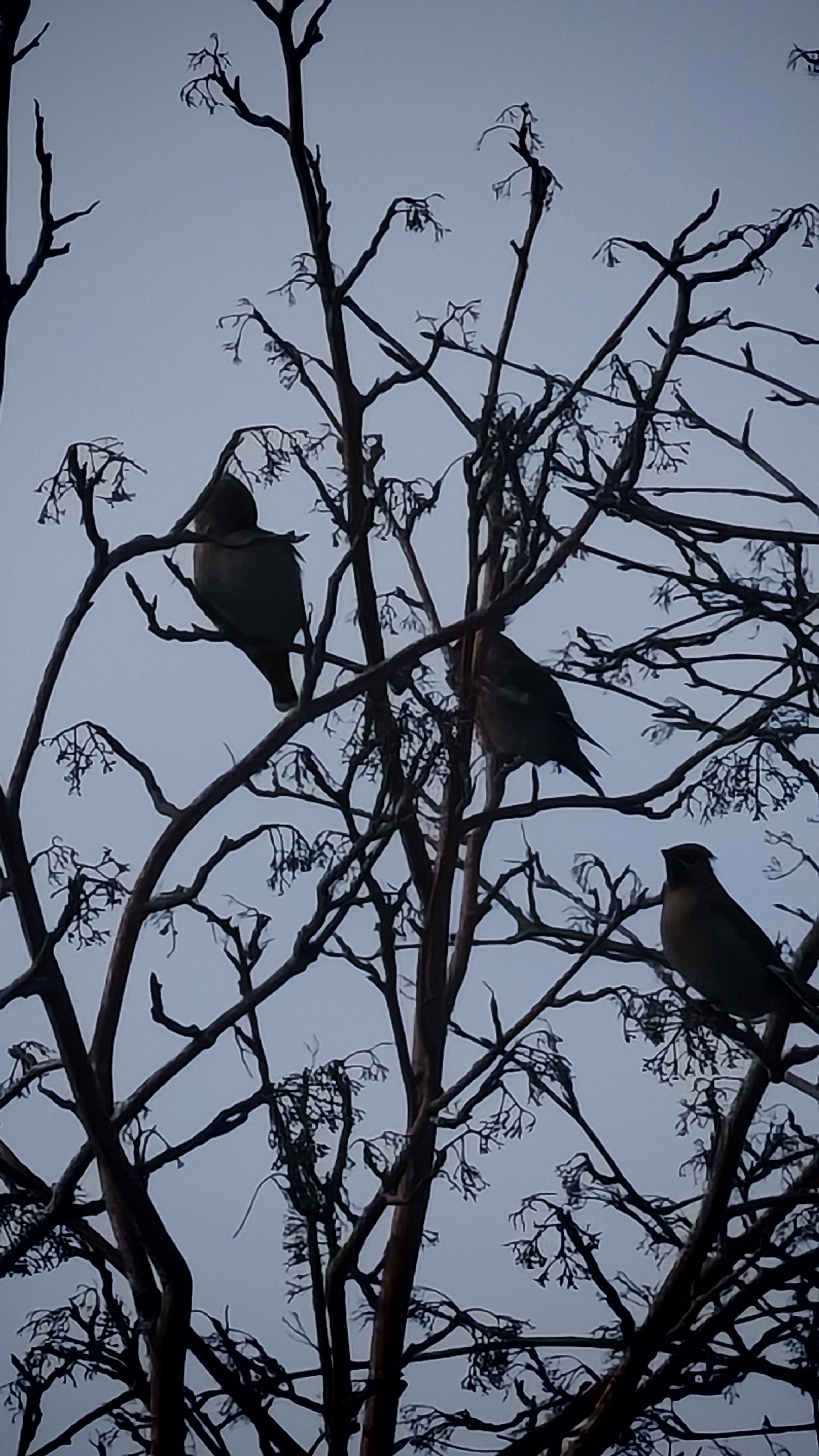 Налетели свиристели смотреть онлайн