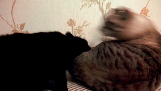 Встречное угнетение Беляшика смотреть онлайн
