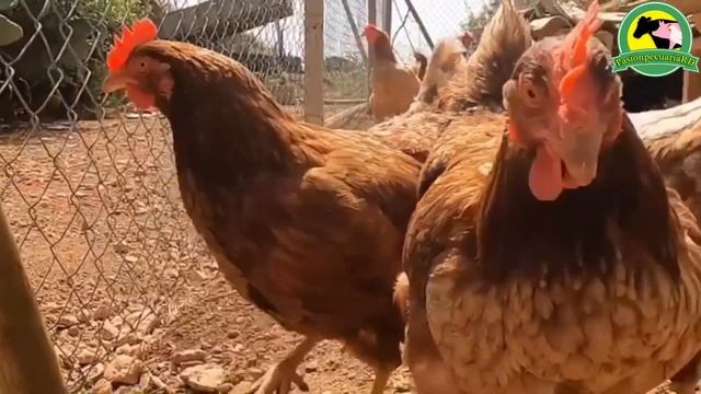 AMOXICILINA Para Las Aves (Usos Y Dosis) смотреть онлайн