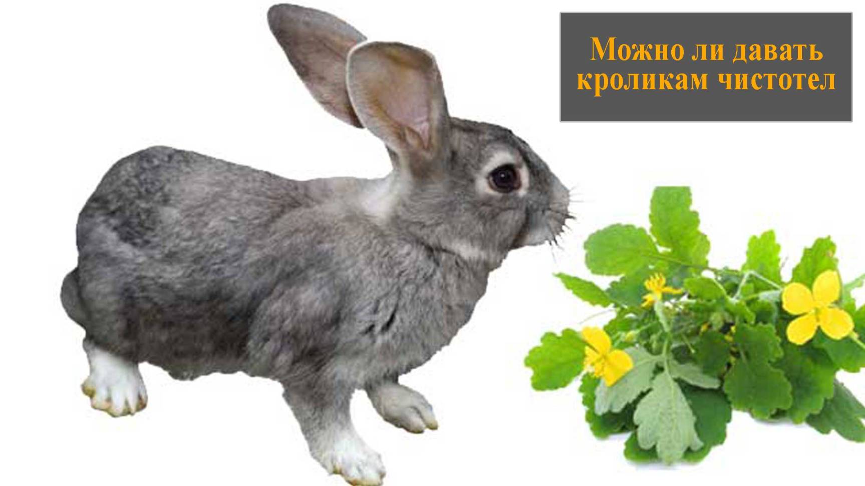 Можно ли давать кроликам чистотел смотреть онлайн