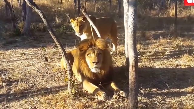 ПРИКОЛЫ 2017 Коты  Смешные Животные