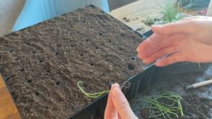 Лук Эксибишен: пикировка без ошибок.