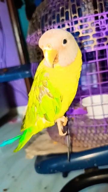 naiyo lagda dil tere bina!!#youtubeshorts #shortvideo #shrots смотреть онлайн