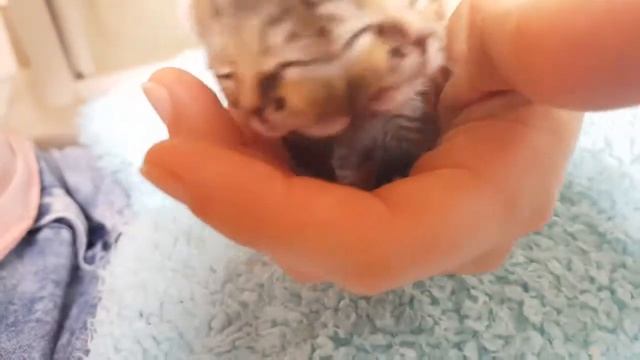котенок с двумя мордочками смотреть онлайн