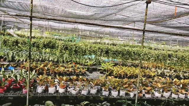 ORCHIDS FARM AT SAN RAFAEL BULACAN смотреть онлайн