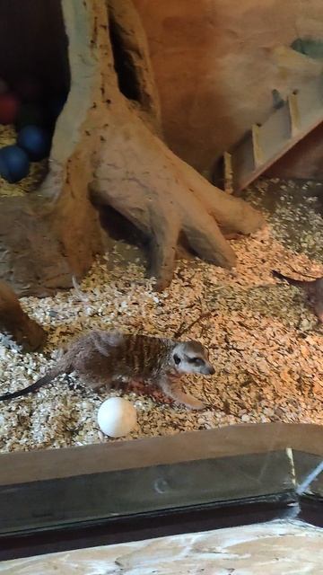 5b82d1a3-89c0-4696-9dcd-d0b9b5b01bf1-1_all_21829.mp4