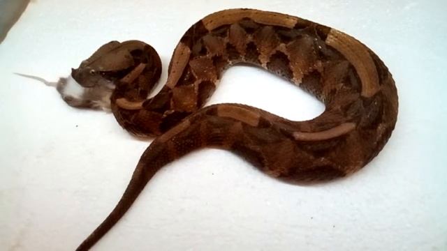 Bitis rhinoceros high orange смотреть онлайн