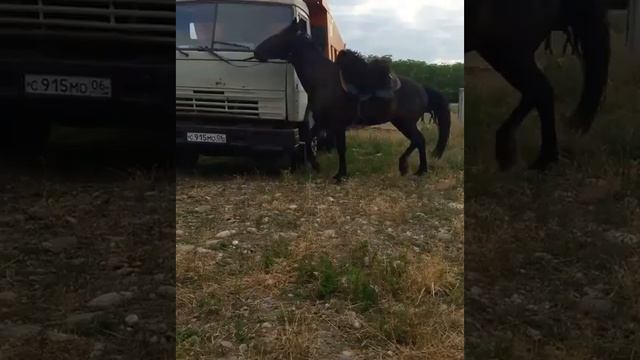 Жеребец Карачаевской породы Къанат🐎 смотреть онлайн