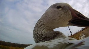 BBC: Мир с высоты птичьего полёта 1 серия «Северная Америка» (документальный сериал, 2011)