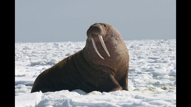 Sound Effects - Walrus