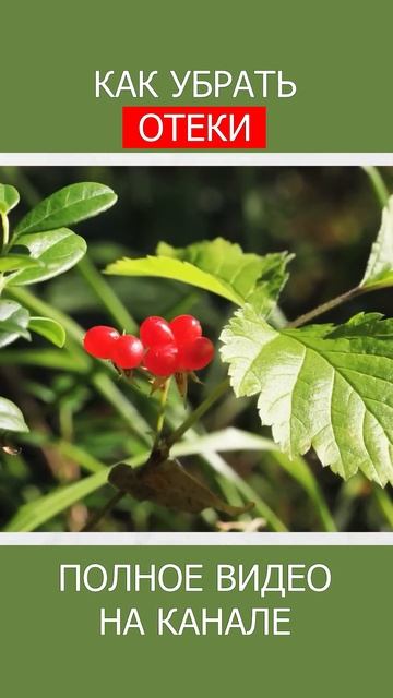 КОСТЯНИКА – НЕОЦЕНИМЫЙ ИСТОЧНИК ПОЛЕЗНЫХ ВИТАМИНОВ! #shotrs #витаминс #лекарственныетравы смотреть онлайн