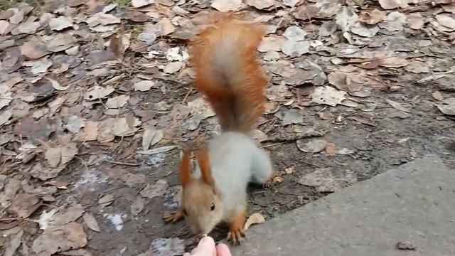 Белка смелая смотреть онлайн