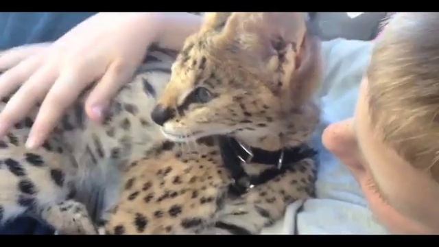 Serval Kitten and Kid смотреть онлайн