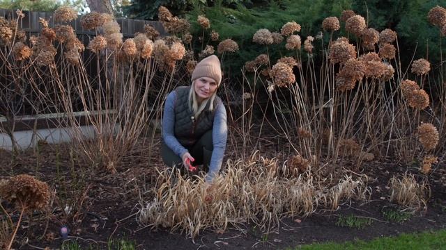 Hortensja Annabelle - cięcie, rozmnażanie. Cięcie trawy hakonechloa i jabłoni espalierowej #ogród смотреть онлайн