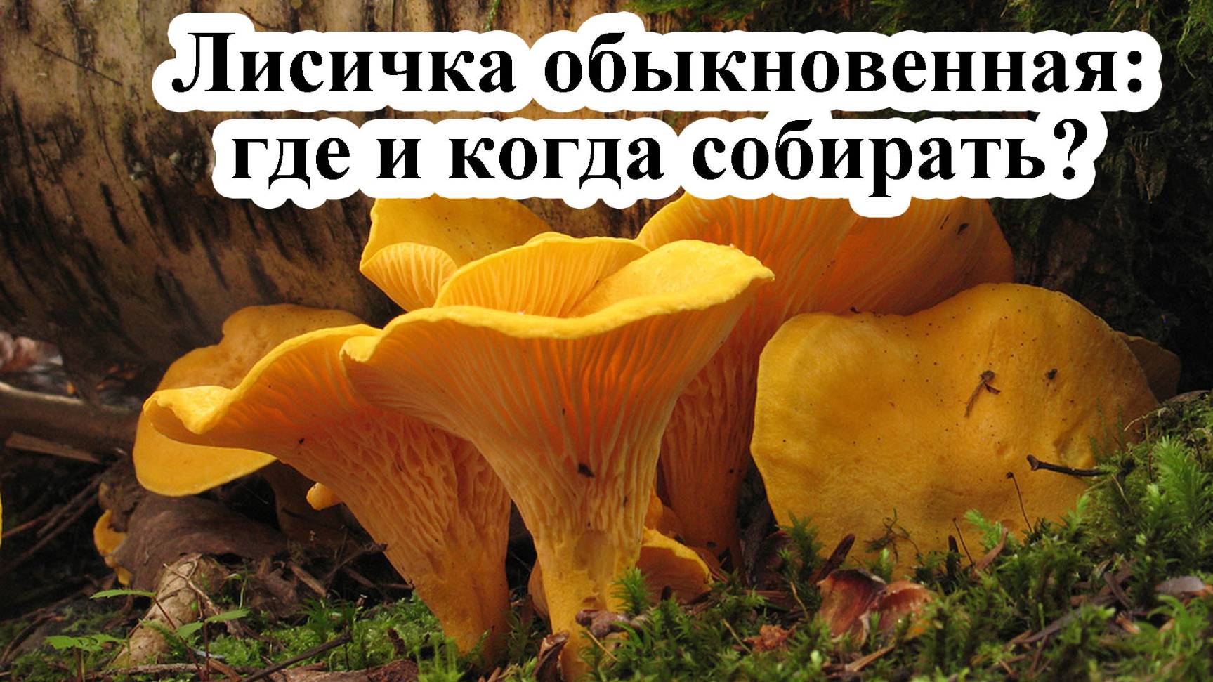 Гриб Лисичка обыкновенная смотреть онлайн