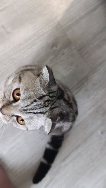 Выпрашивает курочку покушать