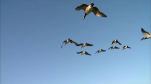 BBC: Мир с высоты птичьего полёта 6 серия «Высокий полёт» (документальный сериал, 2011)