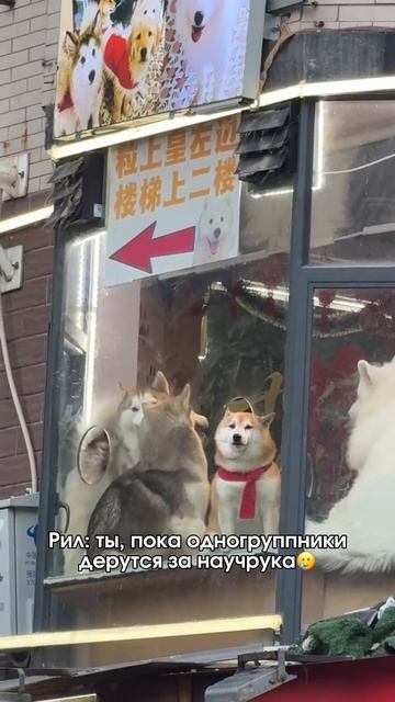 Студенты выбирают научрука смотреть онлайн