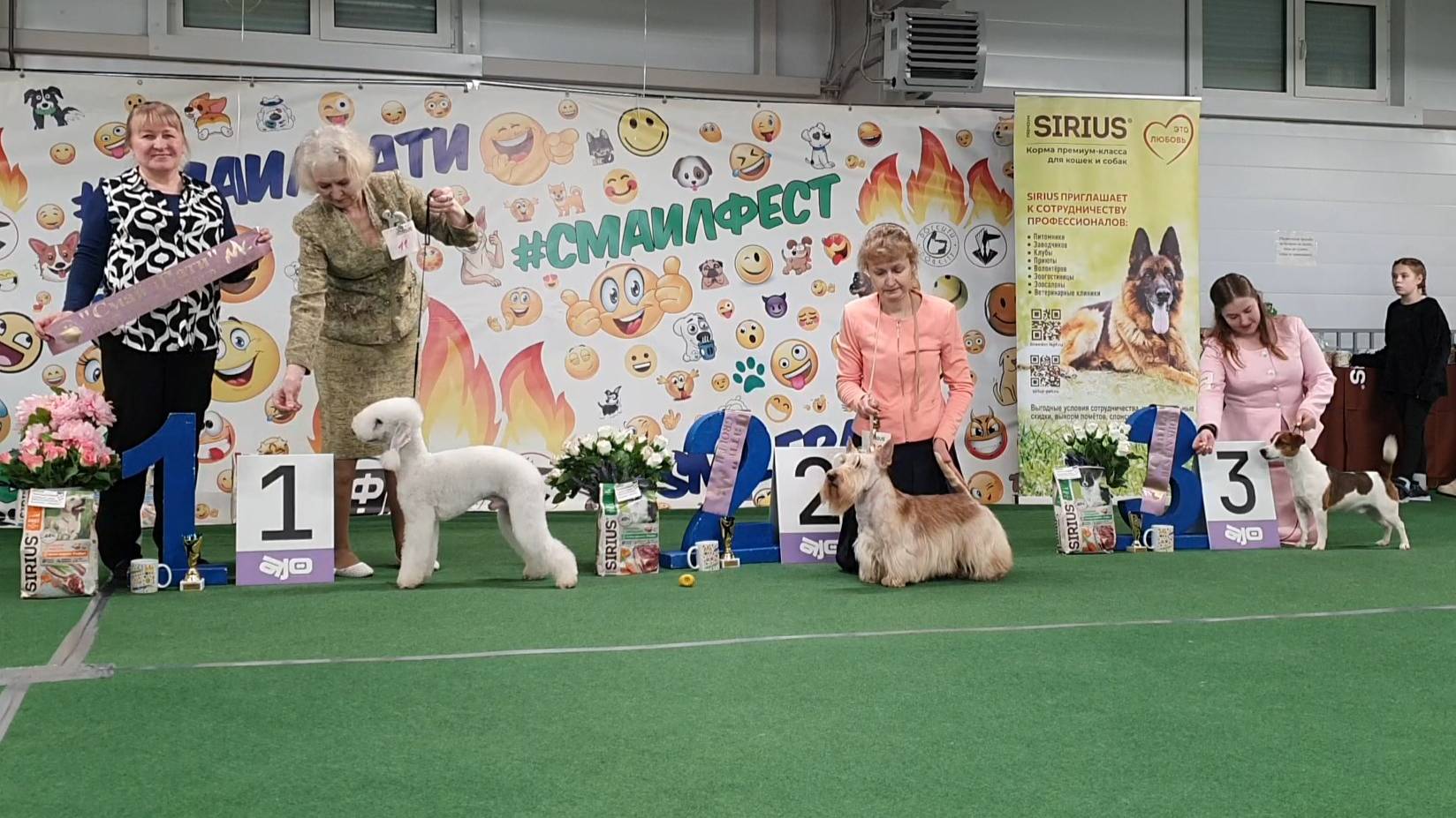 09.03.2025, СПб. Клуб "Президент" ( РКФ, ОАНКОО). Выставка собак САС 3 группы FCI смотреть онлайн