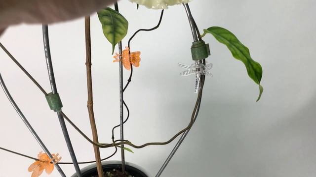 A Visit with Hoya danumensis смотреть онлайн