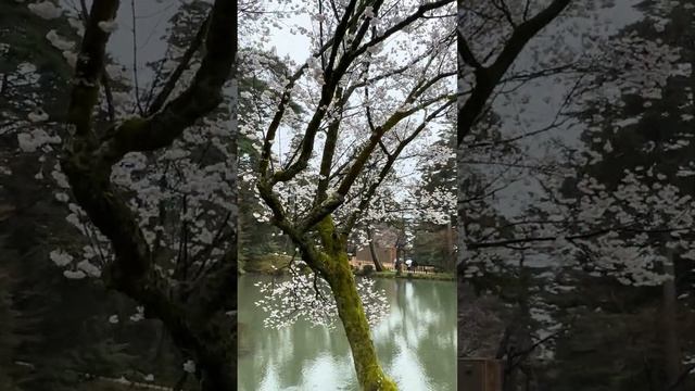 Jardín Kenrokuen, Kanazawa, Japan смотреть онлайн