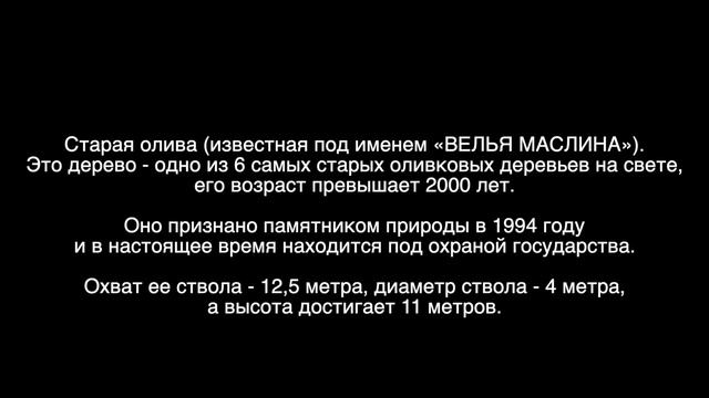 Velja Maslina. Дерево возрастом более 2000 лет. смотреть онлайн