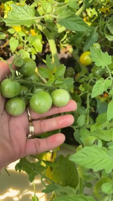 Green Cute Tomato Ready To Eat #shorts смотреть онлайн