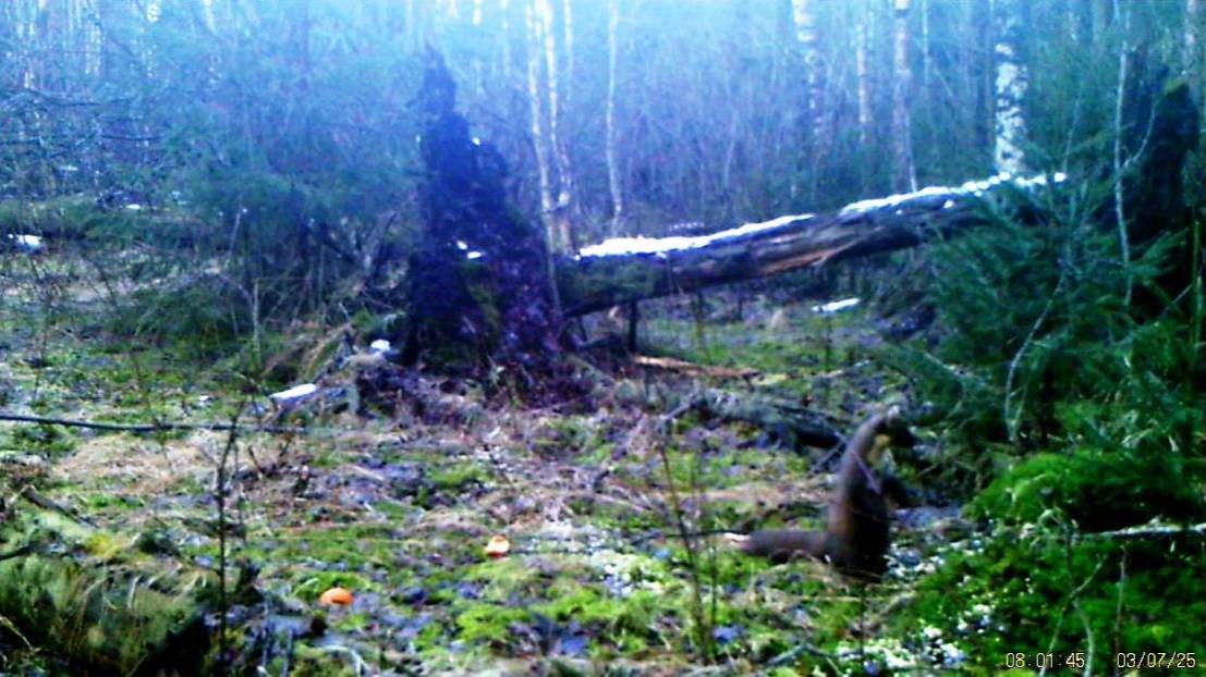 Куница стоит на задних лапах. Фотоловушка на 14.03.2025.