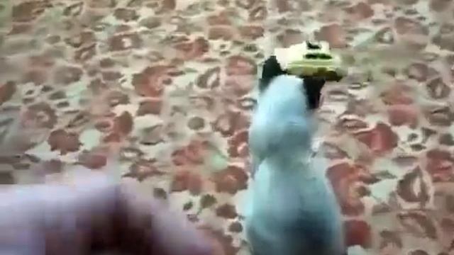 Кот с игрушкой смотреть онлайн