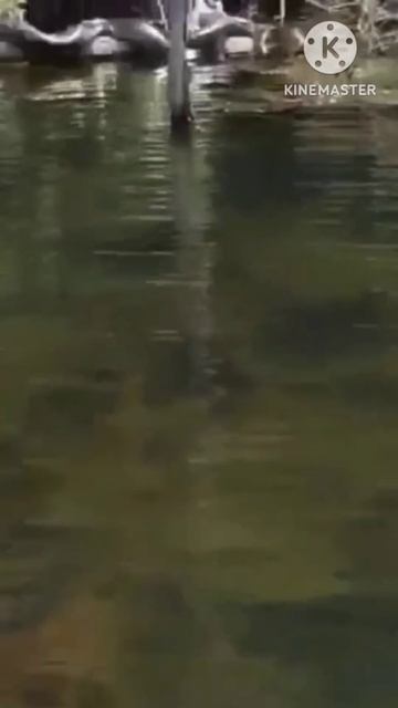 ANAKONDA #shorts смотреть онлайн