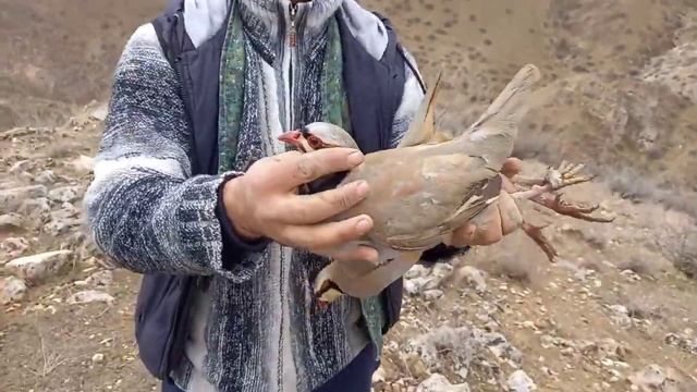 Кабк шикор 2020 смотреть онлайн