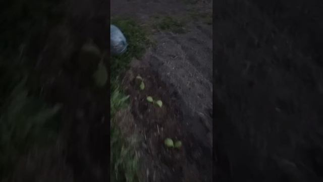 Табак пошёл на вольные хлеба 😉 смотреть онлайн