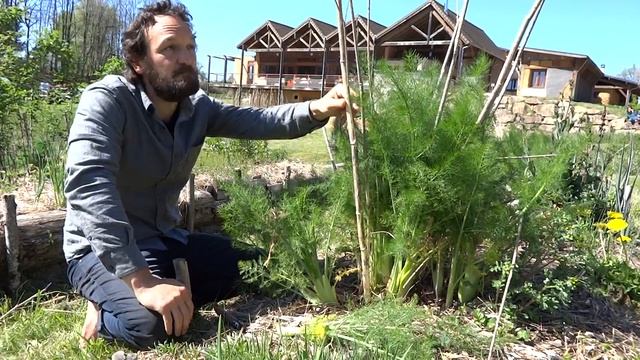 Le Fenouil, Légume Vivace