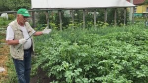 Удобрения для картофеля. Богатый урожай гарантирован.