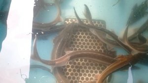 Стерлядь начало сезона 2025.