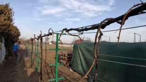 Весенняя обработка «10% ЖЕЛЕЗНЫМ КУПОРОСОМ» ВИНОГРАД, РОЗЫ