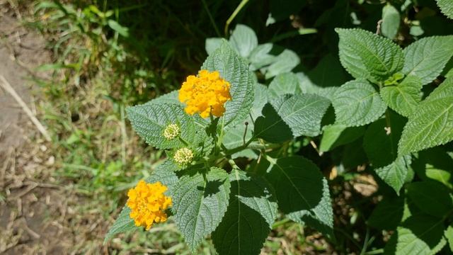 ma première vidéo 8 k avec mon Samsung S21des fleurs de mon jardin ca fonctionne avec le soleil a+ смотреть онлайн