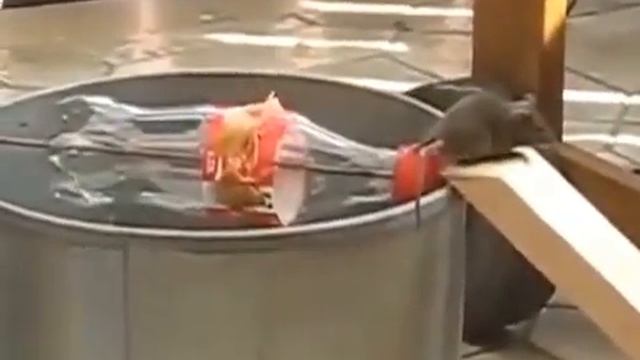 ЭТО НАДО ВИДЕТЬ КРУТАЯ МЫШЕЛОВКА смотреть онлайн