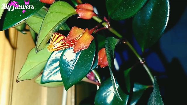 Гипоцирта(Золотая рыбка)Уход в домашних условиях.Почему не цветёт?