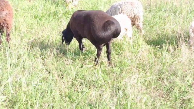 Гиссарский Баран #кучкар Курдючный Баран #qoyun#fermasi Ferması#yemək
