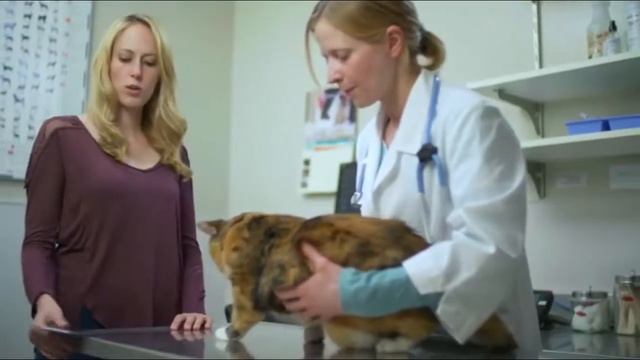 Top 10 Products to Keep your Dog Safe and Happy смотреть онлайн