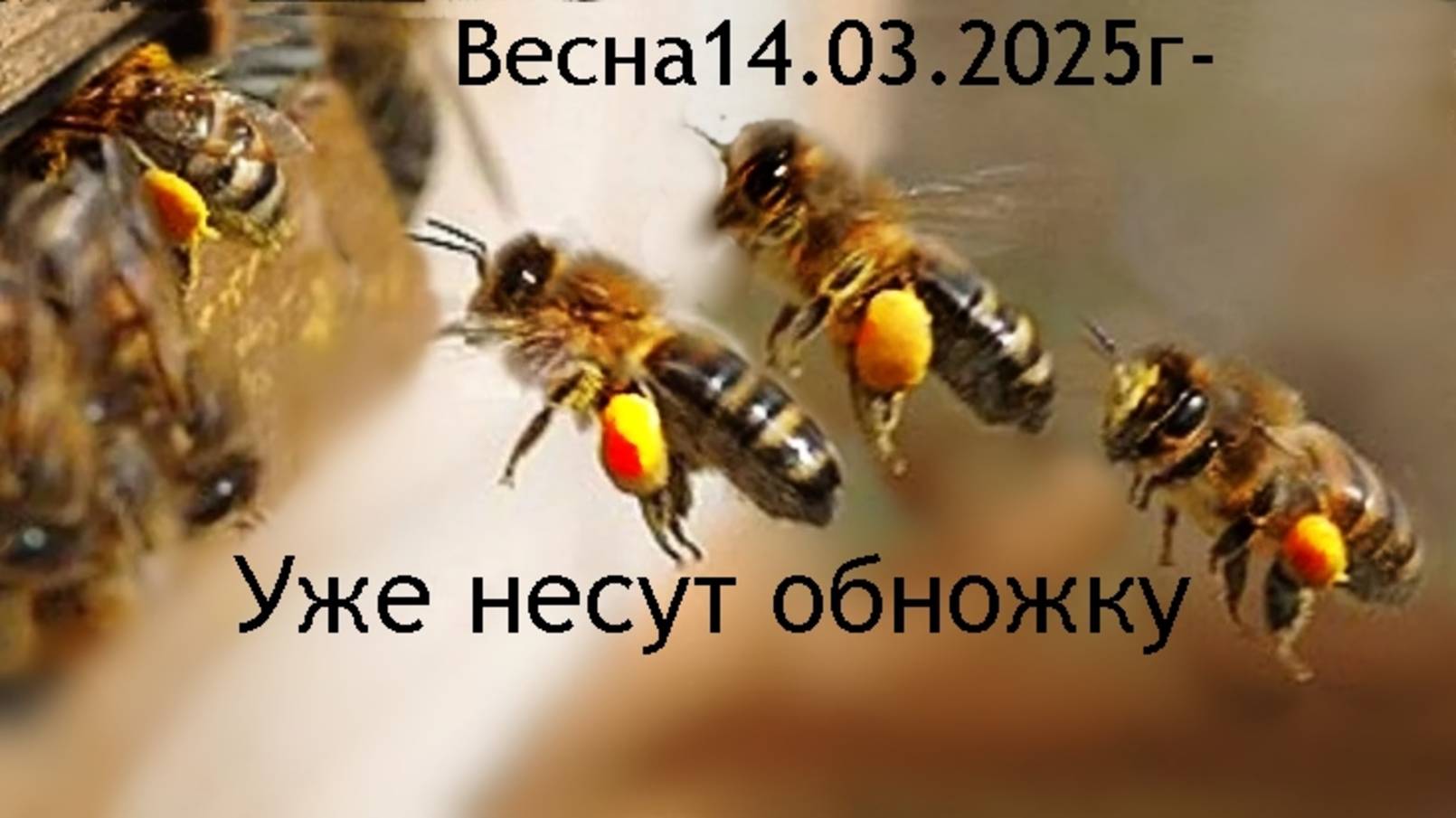 🐝Пчелы уже несут обножку 14.03.2025г. смотреть онлайн